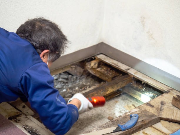 Best Office Mold Removal Services  in Bren Arrow, OK