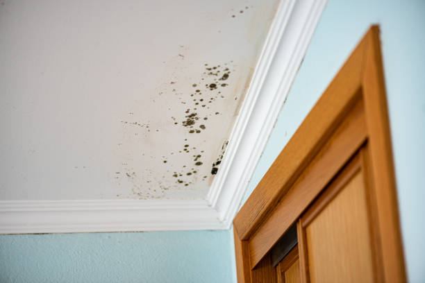 Best Emergency Mold Removal  in Bren Arrow, OK