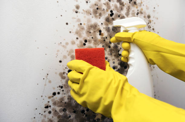 Home Mold Removal in Broken Arrow, OK