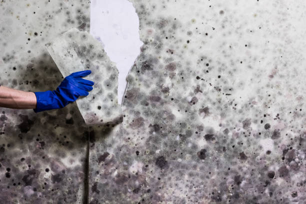Best Crawl Space Mold Removal  in Bren Arrow, OK